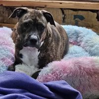 Pleasant View Animal Clinic ico
