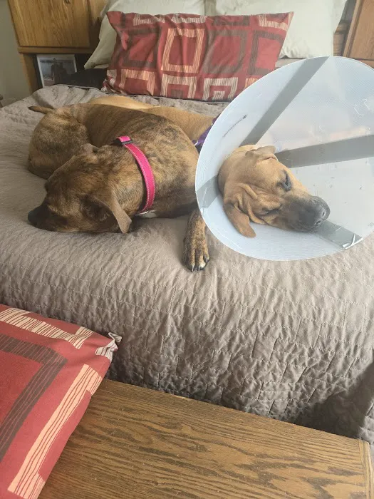 Pleasant View Animal Clinic Picture 3