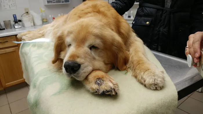 Pleasant View Animal Clinic Picture 4