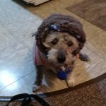 Pleasant View Animal Clinic: Gilbert G C DVM