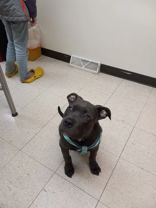 Broadway Veterinary Clinic Picture 1