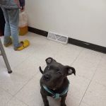 Broadway Veterinary Clinic