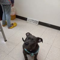 Broadway Veterinary Clinic ico