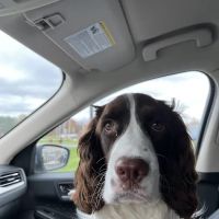 Seidl Veterinary Hospital ico