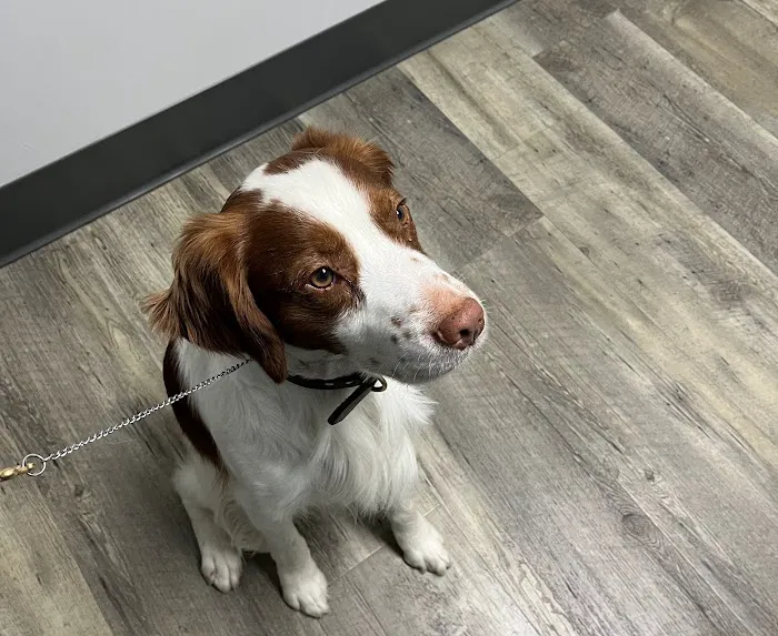Seidl Veterinary Hospital Picture 6