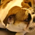 Blue Lake Animal Hospital
