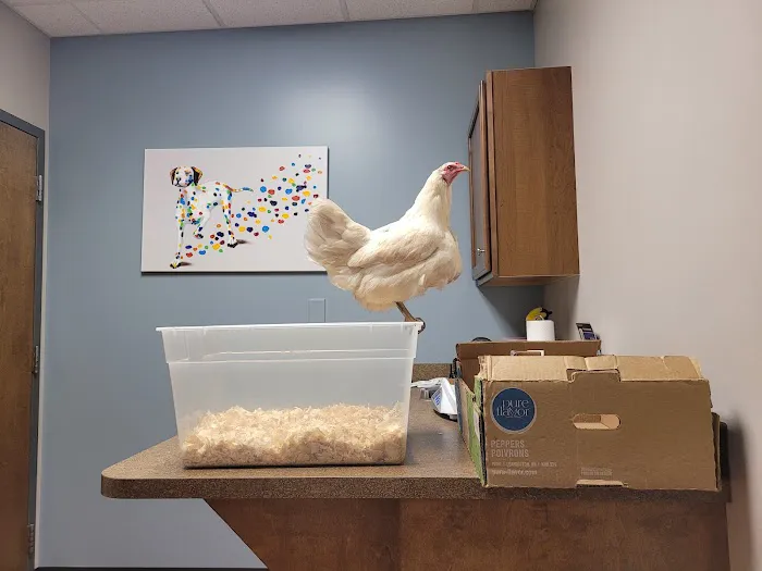 Blue Lake Animal Hospital Picture 4