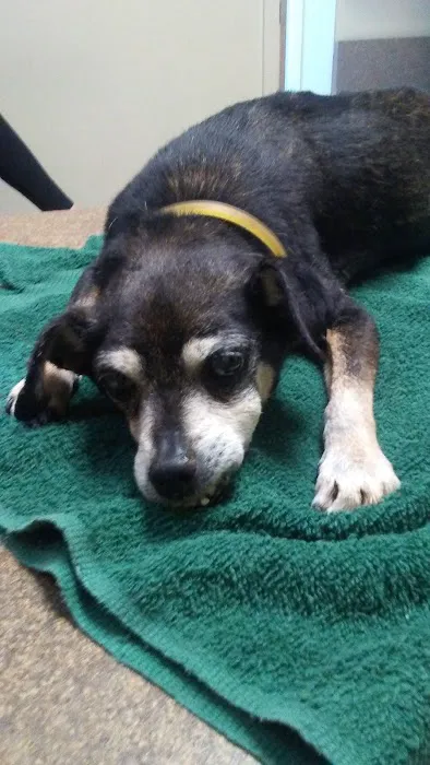 Blue Lake Animal Hospital Picture 7