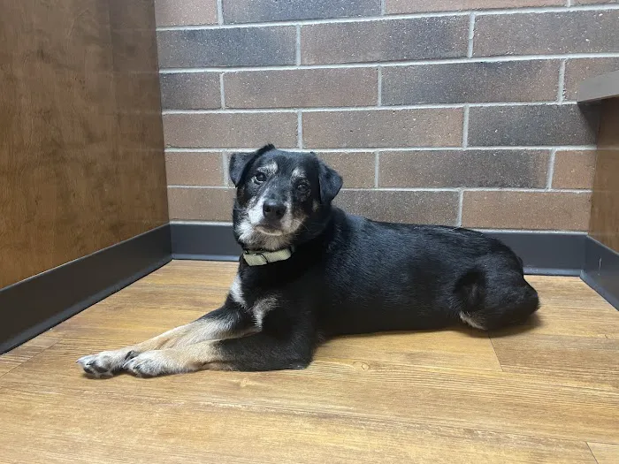 Blue Lake Animal Hospital Picture 10