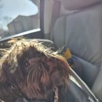 Animal Hospital of Kentwood