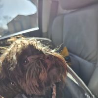 Animal Hospital of Kentwood ico