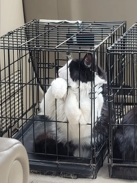 Animal Hospital of St Charles Picture 1