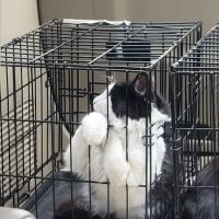 Animal Hospital of St Charles ico