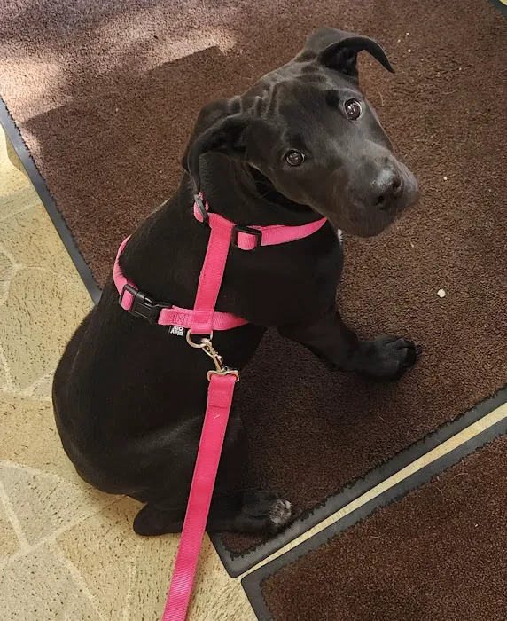 Animal Hospital of St Charles Picture 10