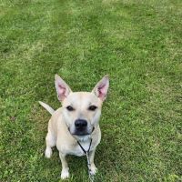 M-20 Animal Hospital ico