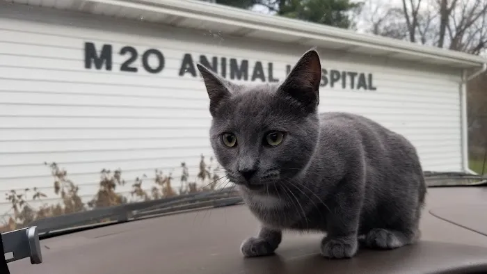 M-20 Animal Hospital Picture 10
