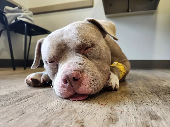 Animal Emergency and Specialty Hospital of Byron Center Picture 1