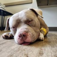 Animal Emergency and Specialty Hospital of Byron Center ico