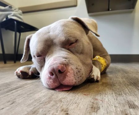 Animal Emergency and Specialty Hospital of Byron Center