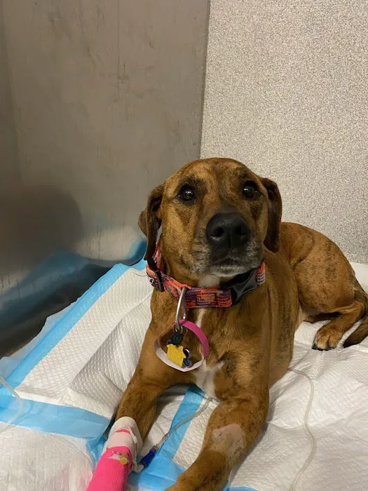 Animal Emergency and Specialty Hospital of Byron Center Picture 7