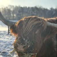 BC Veterinary Services ico