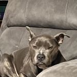 Lake Murray Animal Hospital: Bonnema Jennifer DVM