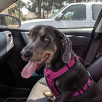North Augusta Animal Hospital ico