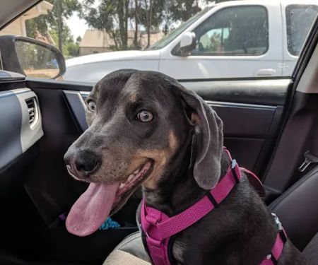 North Augusta Animal Hospital
