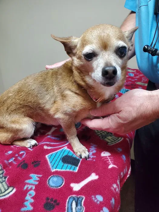North Augusta Animal Hospital Picture 2