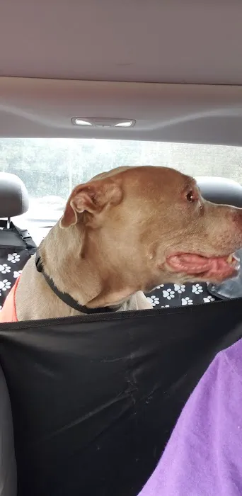 North Augusta Animal Hospital Picture 4