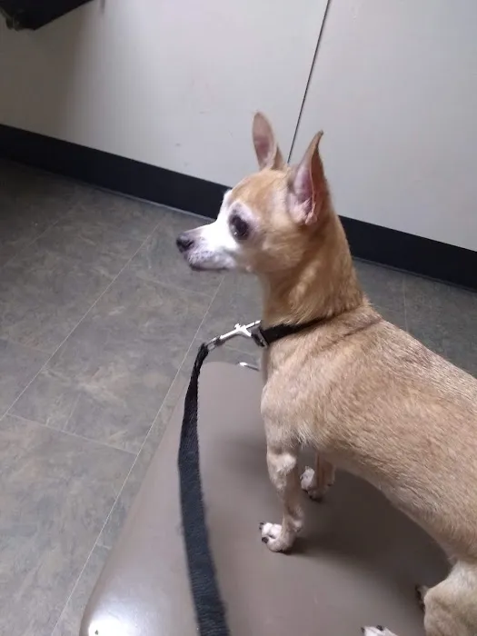 North Augusta Animal Hospital Picture 5