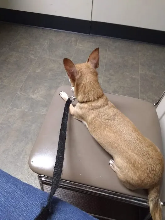 North Augusta Animal Hospital Picture 9