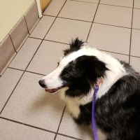 Care More Animal Hospital ico