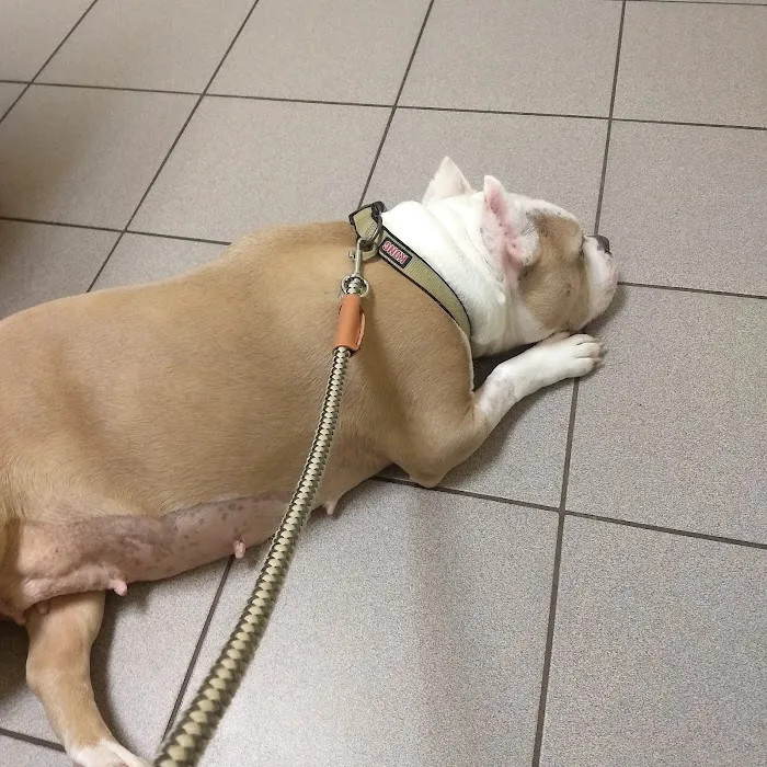 Care More Animal Hospital Picture 4