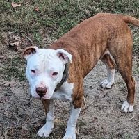 BluePearl Pet Hospital ico