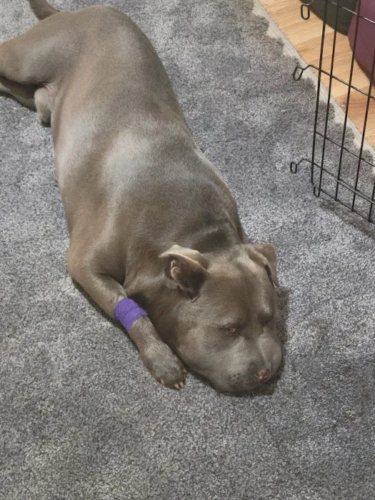 BluePearl Pet Hospital Picture 5