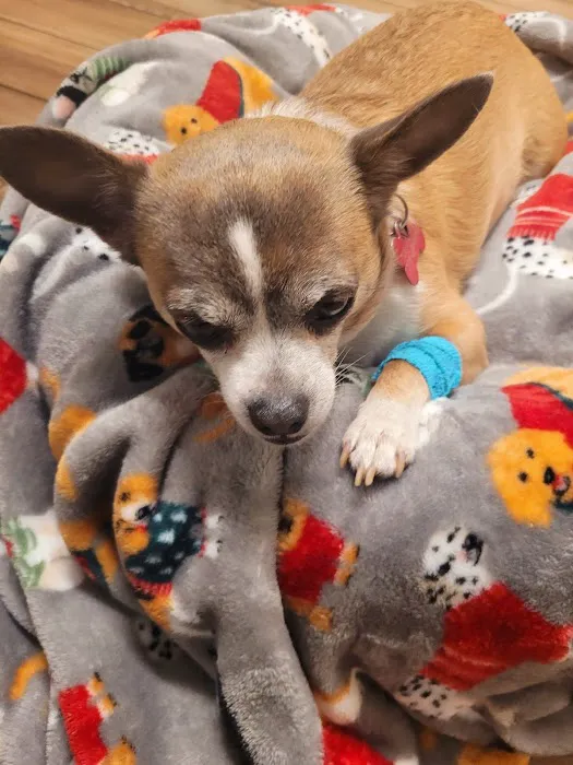 BluePearl Pet Hospital Picture 9