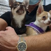 Hammond Hills Animal Hospital ico