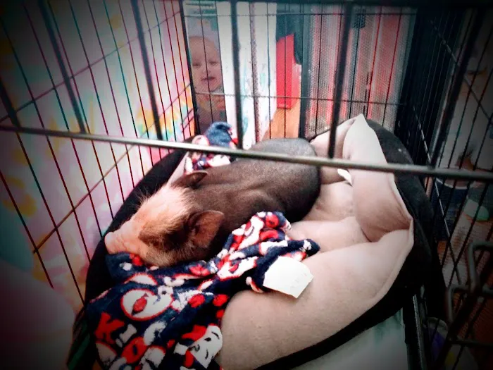 Hammond Hills Animal Hospital Picture 8