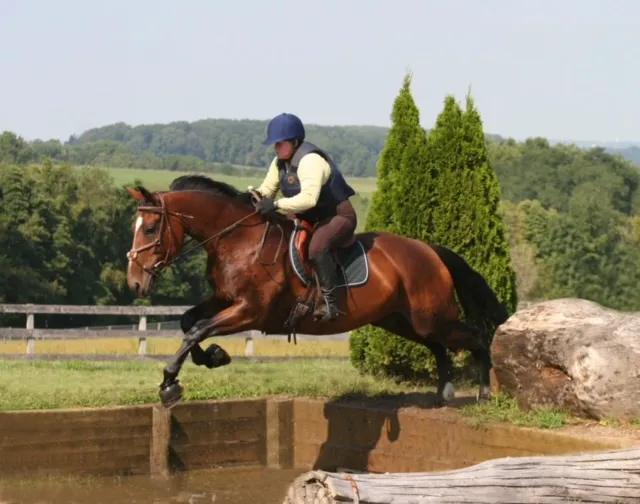 Morgan Equine Veterinary & Farrier Services Picture 8