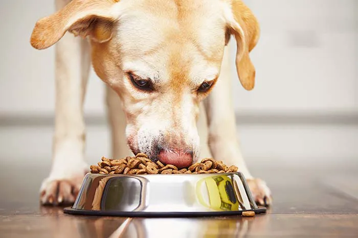 Aiken Pet Wellness Picture 4