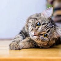 Aiken Pet Wellness ico