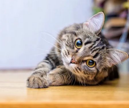Aiken Pet Wellness