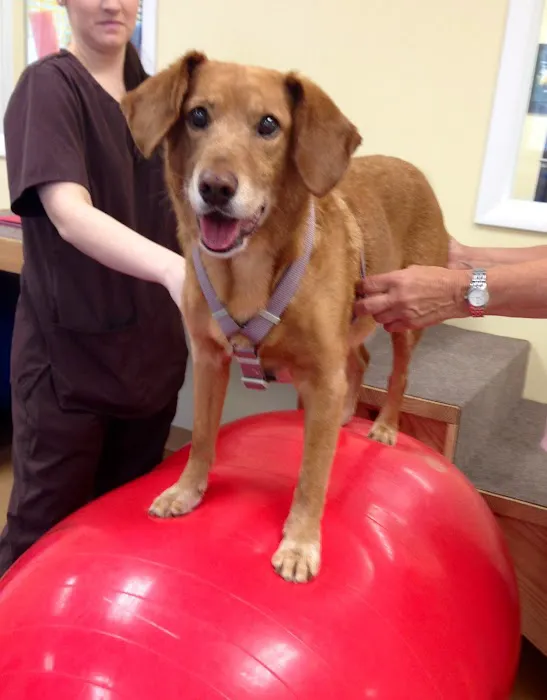 Aiken Pet Fitness and Rehabilitation Picture 5