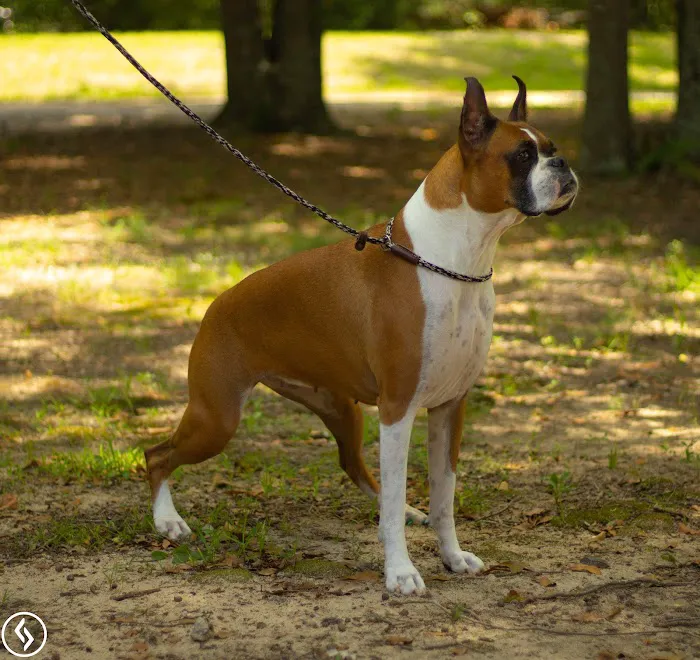 Aiken Pet Fitness and Rehabilitation Picture 6