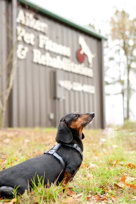 Aiken Pet Fitness and Rehabilitation Picture 9