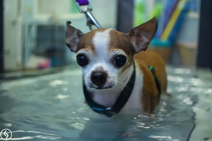 Aiken Pet Fitness and Rehabilitation Picture 8