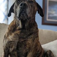 Aiken Veterinary Clinic ico