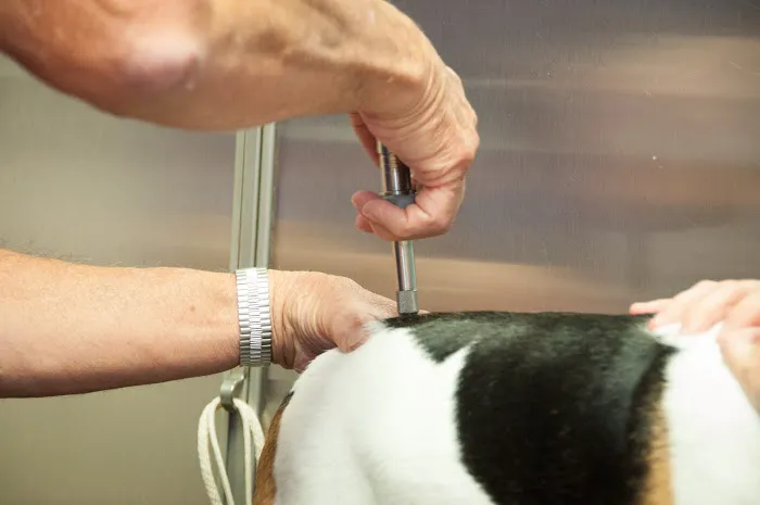 Groover, Charles B, Dvm - Aiken Veterinary Clinic Picture 3