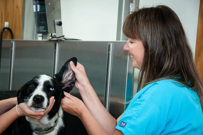 Groover, Charles B, Dvm - Aiken Veterinary Clinic Picture 2